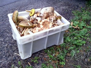 Ящик грибов